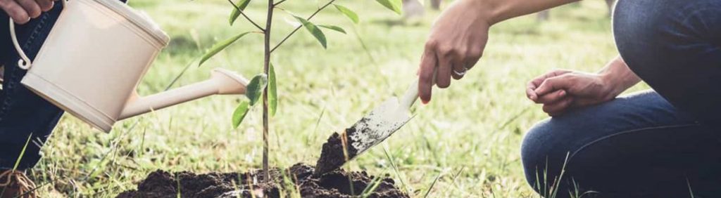 Watering and digging a plant